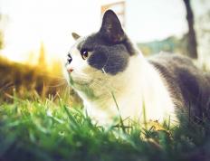 开云体育官方网站-罗德里攻防两端统治力尽显，皇马轻松取胜洪都拉斯展现豪门底蕴