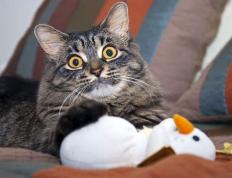 开云体育官网-凤凰城之矛刺穿雷霆，布克奠定胜局，国王火力全开压制连胜势头