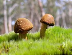 开云体育入口-世界排名争夺战焦点战，猛龙撕碎过程，钢铁防线终结76人赛季