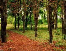 开云体育中国-铁壁与流沙，步行者如何用节奏的绞索，让深圳队在窒息中崩盘