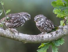 开云体育平台APP-哈利伯顿的三次魔法，当一次助攻让体育馆的喧嚣瞬间沉寂