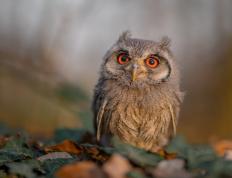 开云官网-拉梅洛的疯狂之夜，76人火力全开，骑士防线如何被他一人撕碎？