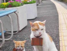 开云体育官网-铁血防线窒息老妇人，神锋出鞘定江山，当代足坛攻防两极的战术启示