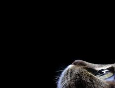 开云体育平台APP-拉文用三分豪雨浇灭黄蜂，一场自我正名的战争与爵士火力的绝对压制