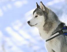 开云体育官方网站-燃烧的防守之心，托尼在季后赛之夜证明自己