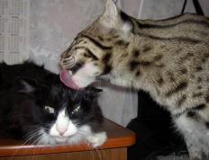 开云体育下载-绿茵场上的灰熊之道，欧冠淘汰赛的压倒性哲学