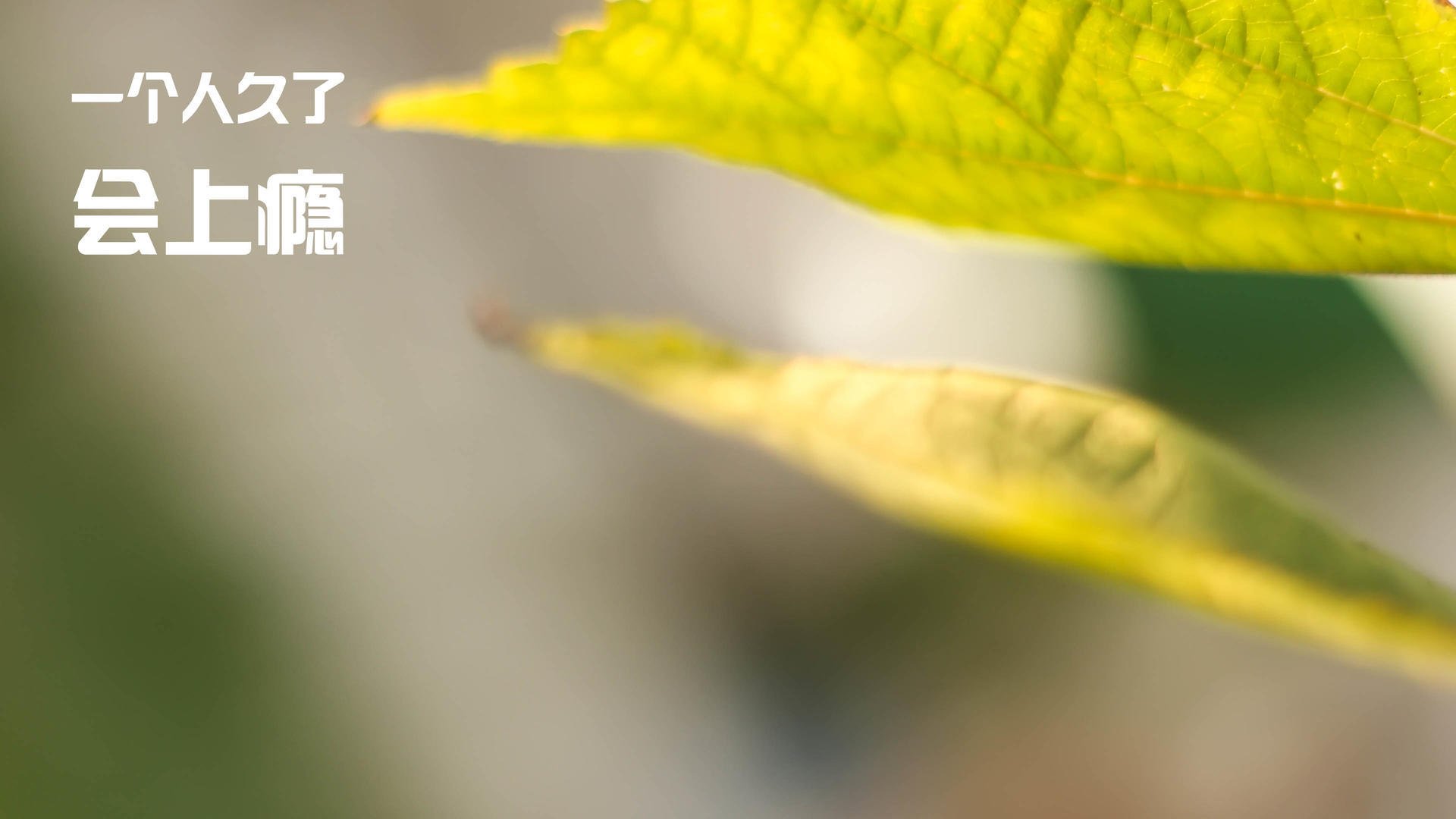 开云APP-广东队血拼奇才，塔图姆成关键先生改写中美篮球交流篇章