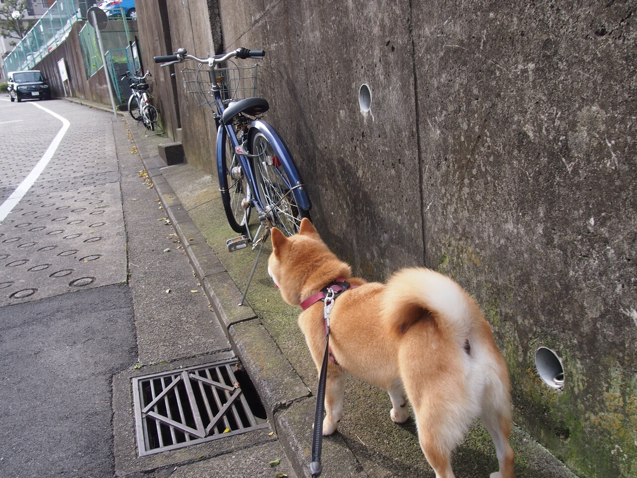 开云体育入口-绝境下的尖刀，当新西兰式铁壁撞上罗德里戈的孤注一掷