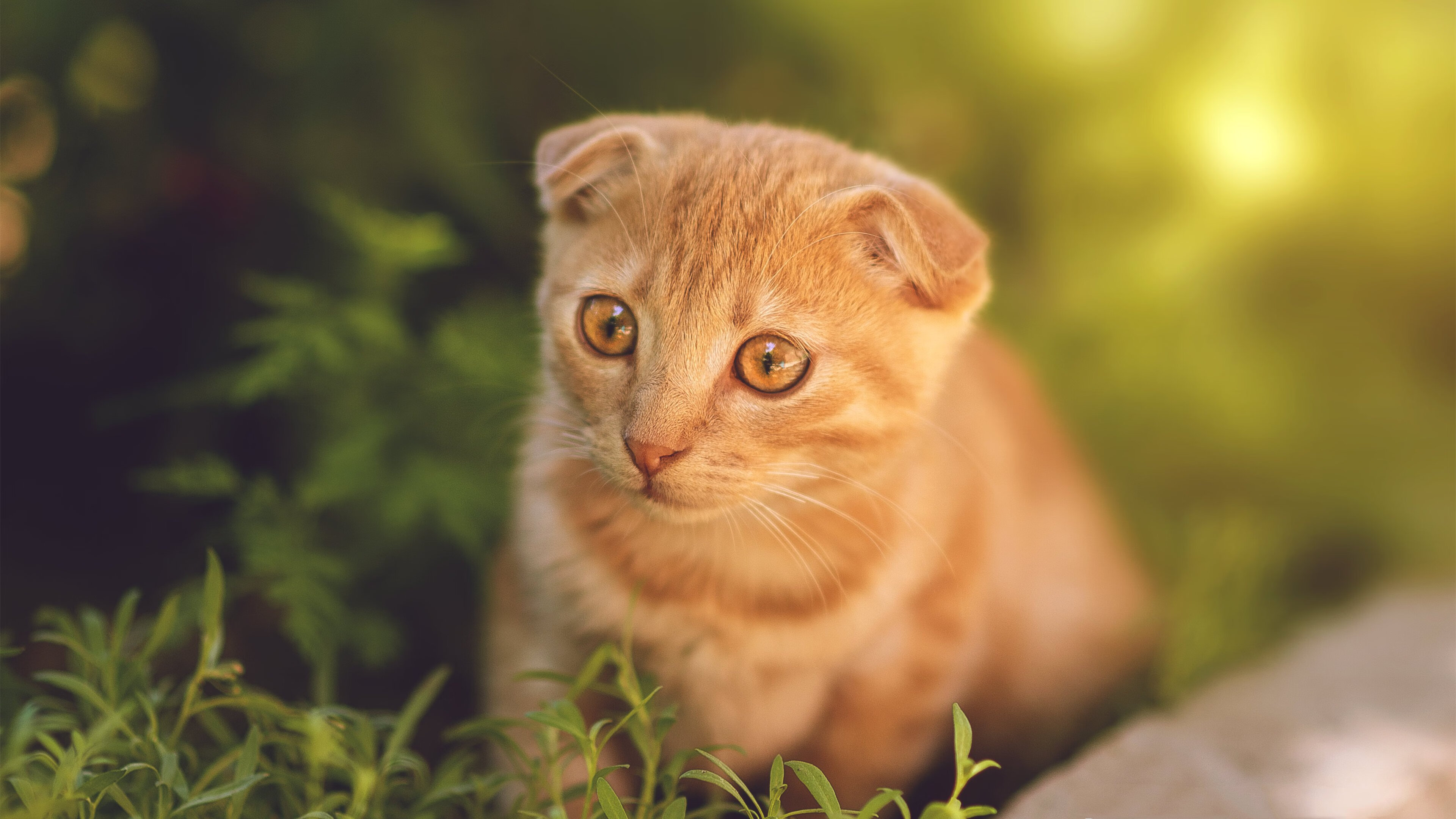 开云体育平台APP-死神临凡！杜兰特终场绝杀，老鹰险胜华南虎