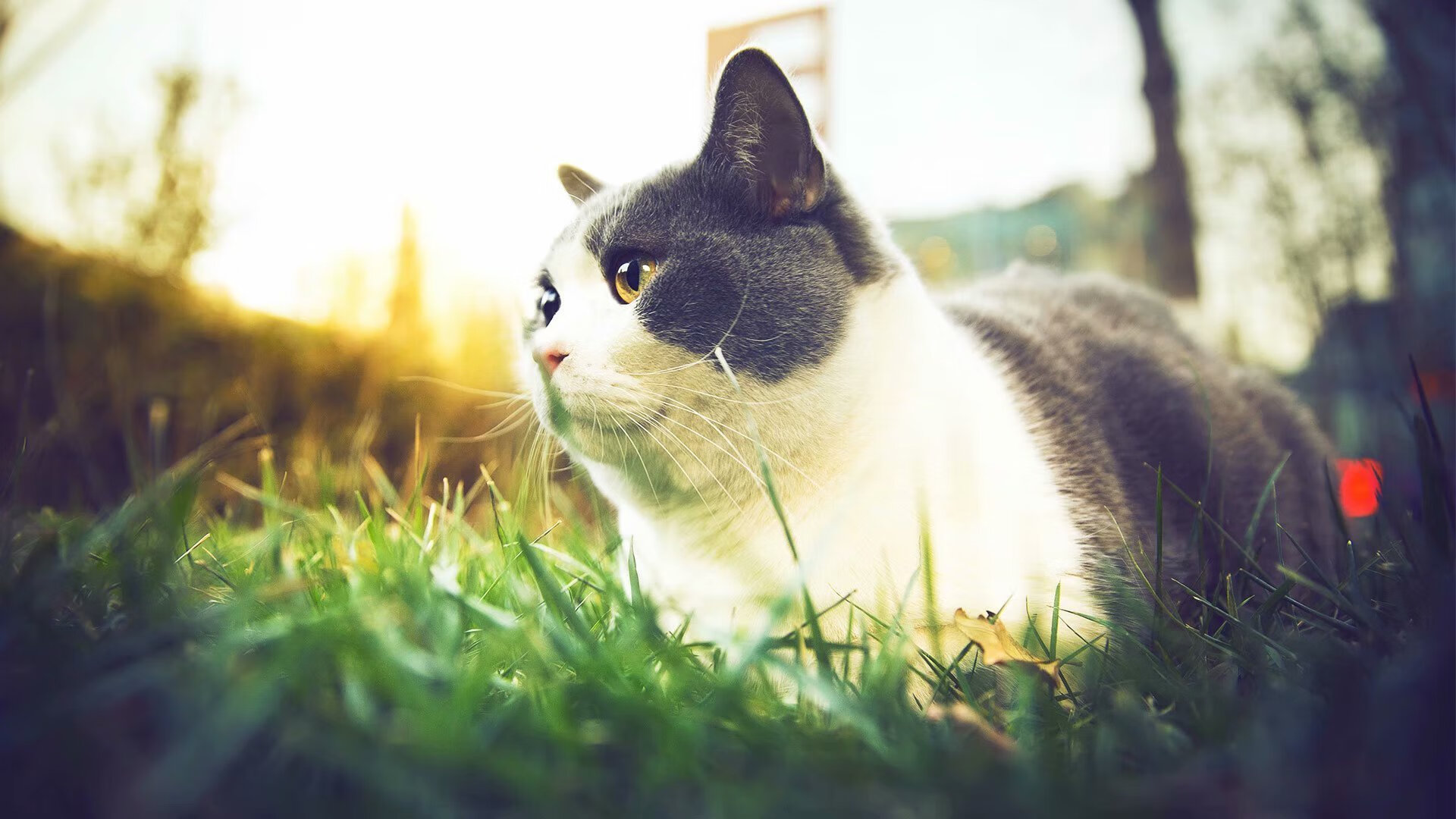 开云体育官方网站-罗德里攻防两端统治力尽显，皇马轻松取胜洪都拉斯展现豪门底蕴