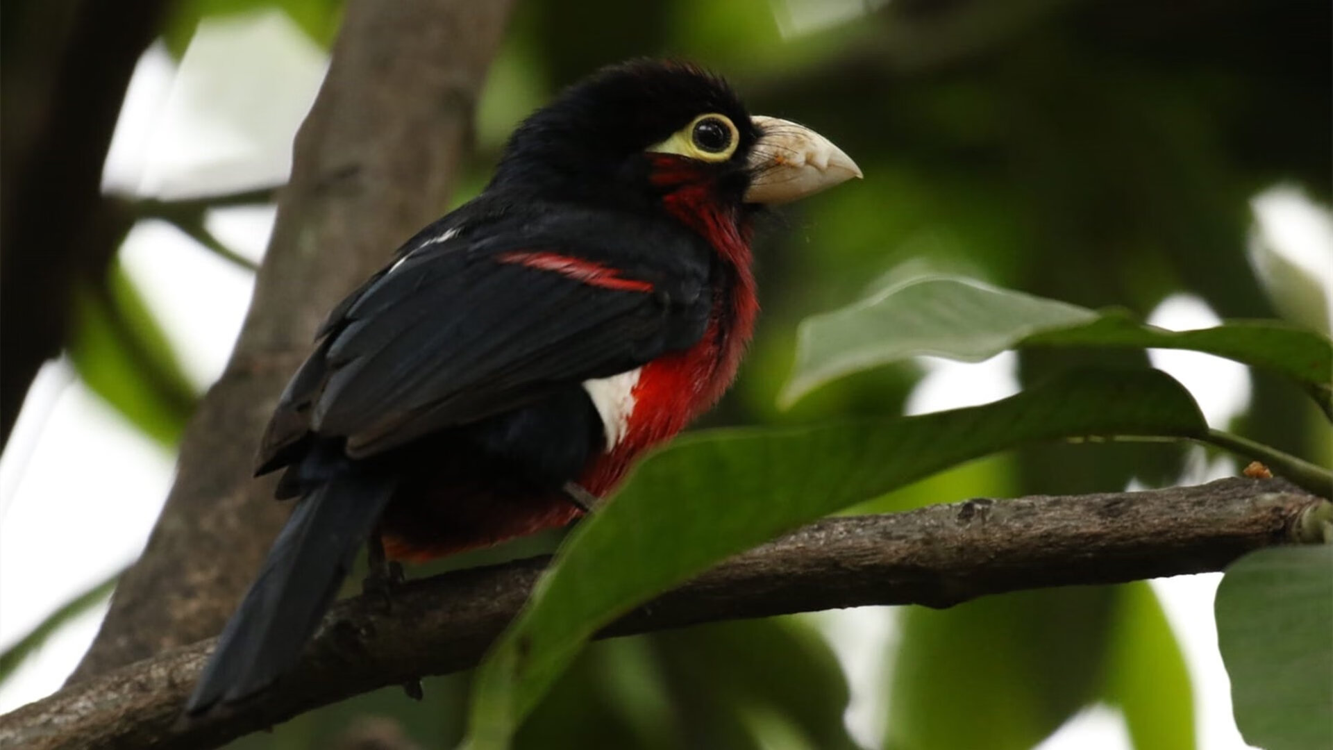 开云APP-欧冠决赛惊世之战，中国球队狂胜皇家社会，亚洲足球迎来历史性突破