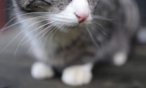 开云体育APP下载-伦纳德赛后评分拉满！一己之力破魔术封锁国王