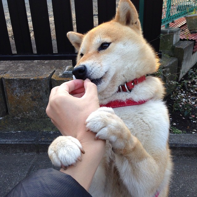 开云体育入口-切特现象,单腿暴力隔扣撕裂凯尔特人,魔术新王登基宣告联盟格局重塑