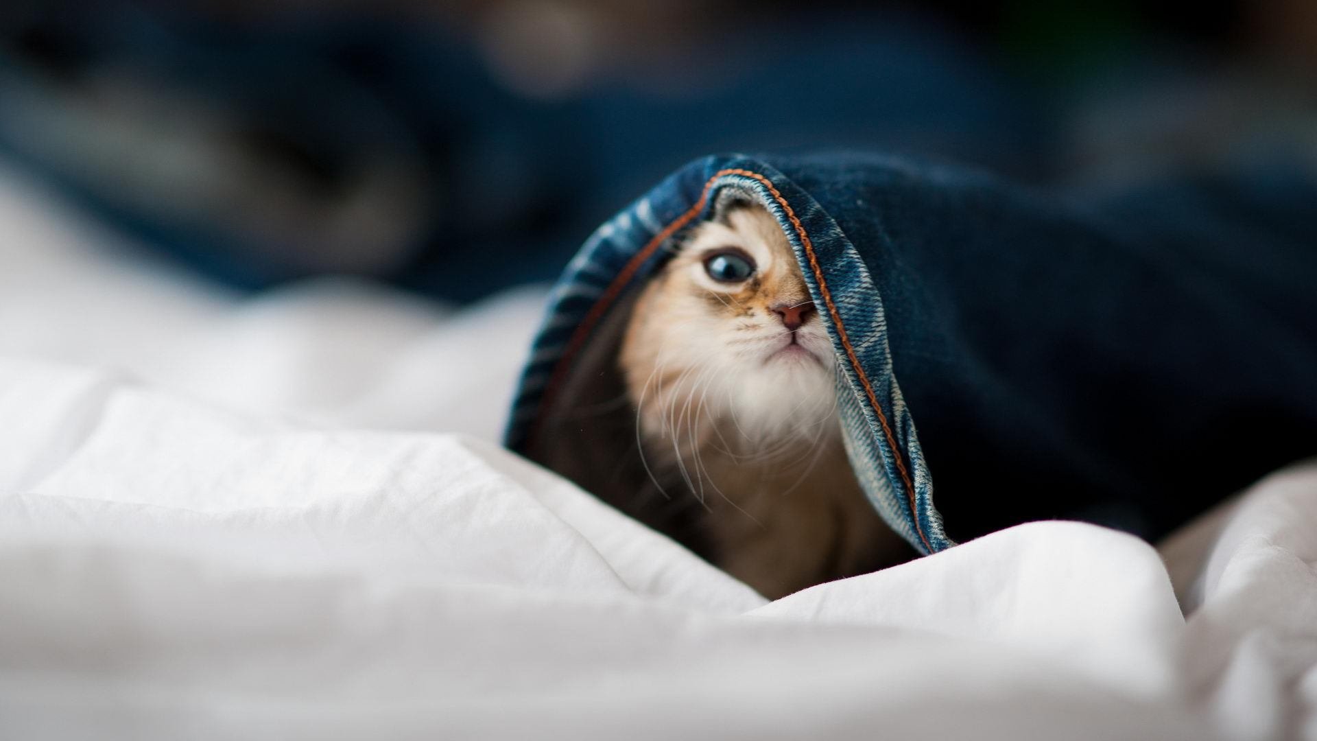 开云体育下载-跨越山海的双线胜利，摩纳哥如何以冠军之心敲开中国大门