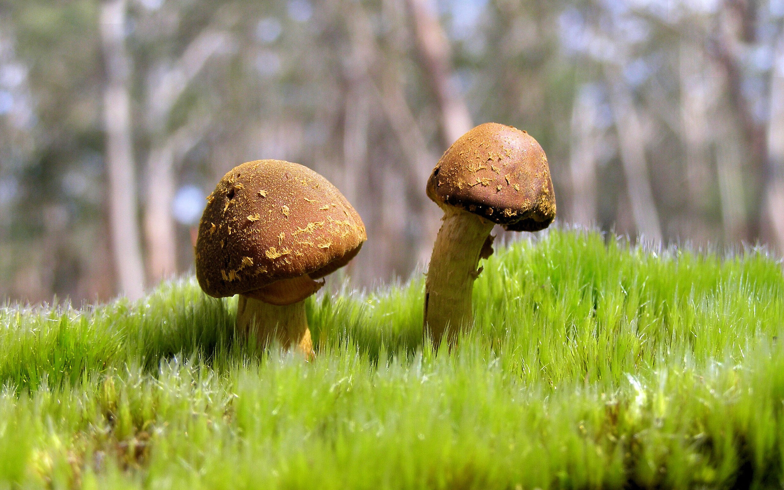 开云体育入口-世界排名争夺战焦点战，猛龙撕碎过程，钢铁防线终结76人赛季