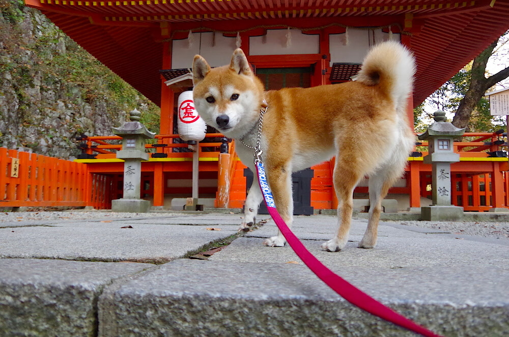 开云平台-阿尔及利亚闪电战击溃巴萨，阿劳霍生涯之夜虽败犹荣