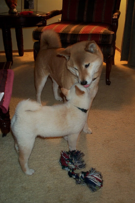 开云官网-猛龙烈焰焚山西，武切维奇生死时刻主宰西决