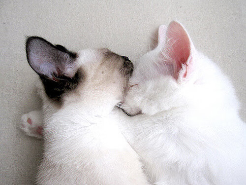 开云体育中国-锋刃断月，基耶萨的压制级表演与英超王座的黄昏钟声