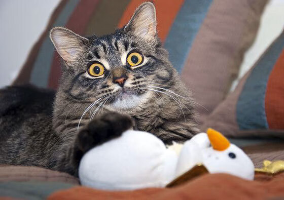 开云体育平台APP-德甲争冠焦点战，战术压制如马刺对阵浙江队的绿茵演绎