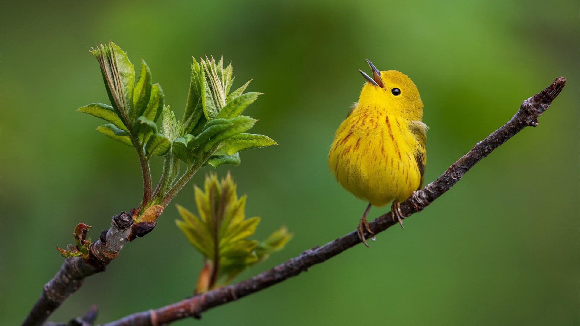 开云体育登录-坚盾与利刃，卢卡库的中锋教科书与奥地利的高位碾压