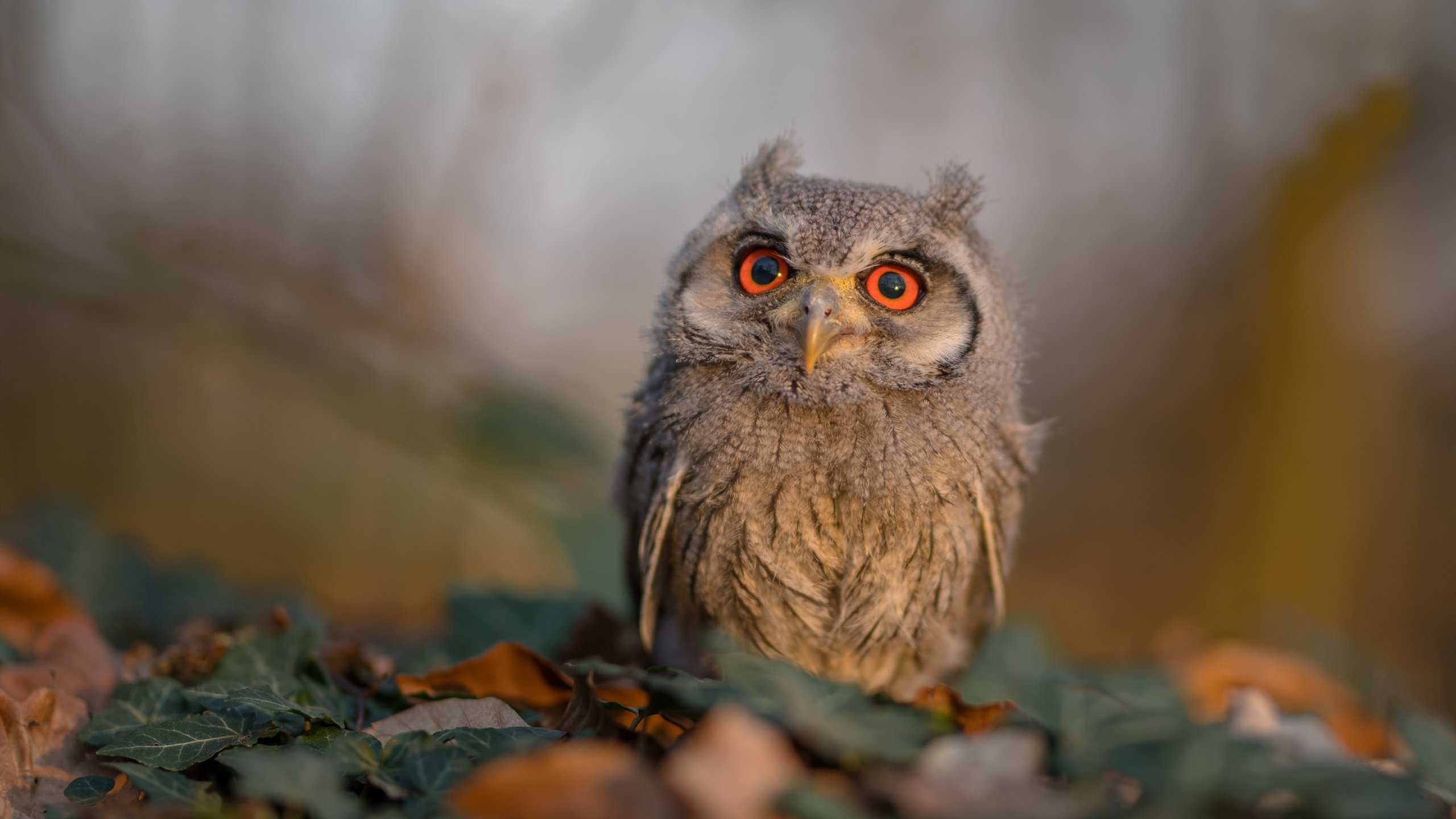 开云官网-拉梅洛的疯狂之夜，76人火力全开，骑士防线如何被他一人撕碎？